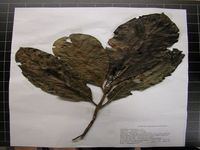 Herbarium sample